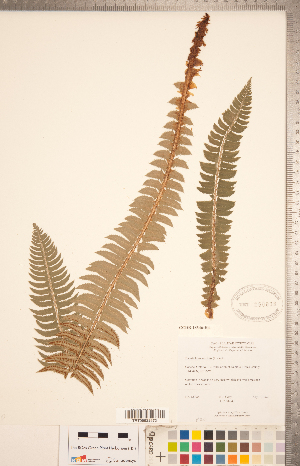  ( - CCDB-18346-H04)  @11 [ ] Copyright (2015) Deb Metsger Royal Ontario Museum