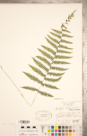  (Thelypteris simulata - CCDB-18346-D04)  @11 [ ] Copyright (2015) Deb Metsger Royal Ontario Museum