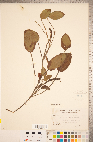  (Potamogeton pulcher - CCDB-18346-F11)  @11 [ ] Copyright (2015) Deb Metsger Royal Ontario Museum