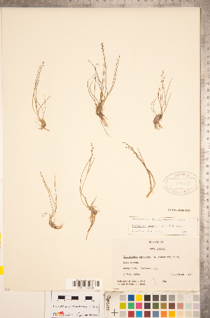  (Triglochin gaspensis - CCDB-18346-D11)  @11 [ ] Copyright (2015) Deb Metsger Royal Ontario Museum