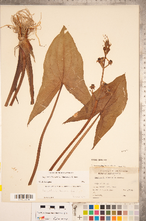  (Sagittaria brevirostra - CCDB-18346-A11)  @11 [ ] Copyright (2015) Deb Metsger Royal Ontario Museum