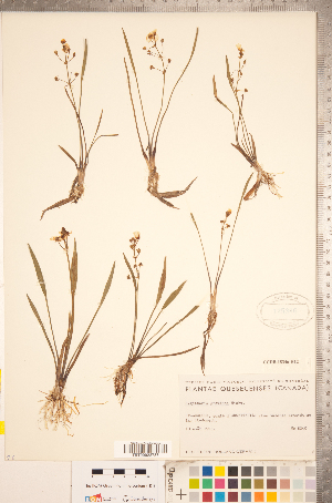  (Sagittaria graminea - CCDB-18346-H12)  @11 [ ] Copyright (2015) Deb Metsger Royal Ontario Museum