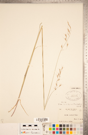  (Schizachne purpurascens subsp. purpurascens - CCDB-18290-G02)  @11 [ ] Copyright (2015) Deb Metsger Royal Ontario Museum