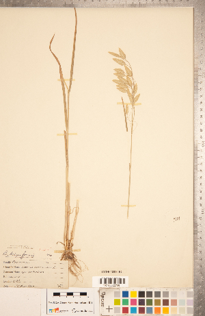  (Bromus briziformis - CCDB-18290-B02)  @11 [ ] Copyright (2015) Deb Metsger Royal Ontario Museum