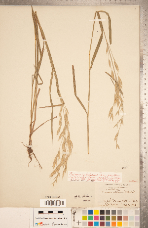  ( - CCDB-18290-G03)  @11 [ ] Copyright (2015) Deb Metsger Royal Ontario Museum