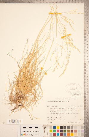  (Deschampsia mackenzieana - CCDB-18290-D04)  @11 [ ] Copyright (2015) Deb Metsger Royal Ontario Museum