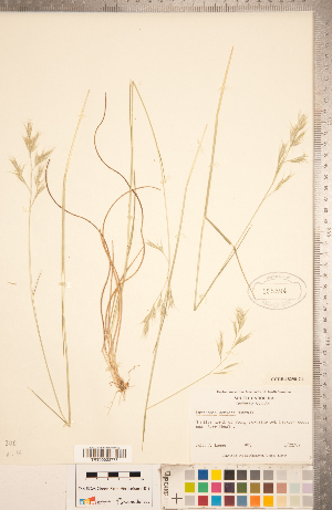 (Danthonia sericea - CCDB-18290-C04)  @11 [ ] Copyright (2015) Deb Metsger Royal Ontario Museum