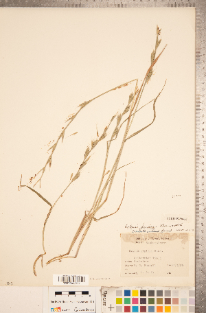  (Lolium persicum - CCDB-18290-G05)  @11 [ ] Copyright (2015) Deb Metsger Royal Ontario Museum