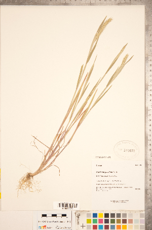  (Hordeum pusillum - CCDB-18290-C05)  @11 [ ] Copyright (2015) Deb Metsger Royal Ontario Museum