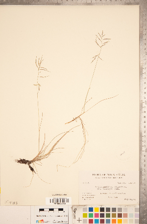  (Festuca prolifera var. lasiolepis - CCDB-18290-G06)  @11 [ ] Copyright (2015) Deb Metsger Royal Ontario Museum