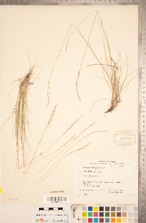  ( - CCDB-18290-D06)  @11 [ ] Copyright (2015) Deb Metsger Royal Ontario Museum