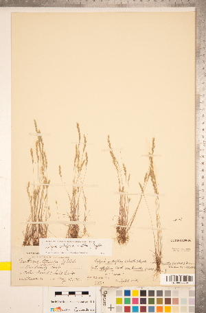  (Festuca octoflora - CCDB-18290-B06)  @11 [ ] Copyright (2015) Deb Metsger Royal Ontario Museum