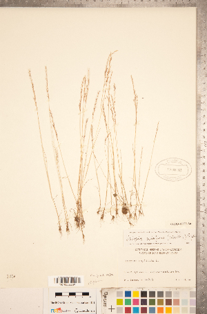  ( - CCDB-18290-A06)  @11 [ ] Copyright (2015) Deb Metsger Royal Ontario Museum