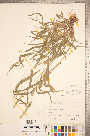  (Setaria glauca - CCDB-18290-H07)  @11 [ ] Copyright (2015) Deb Metsger Royal Ontario Museum