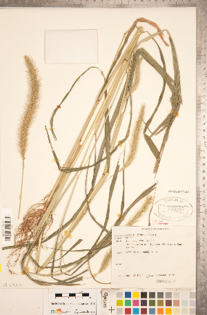  (Setaria faberi - CCDB-18290-G07)  @11 [ ] Copyright (2015) Deb Metsger Royal Ontario Museum