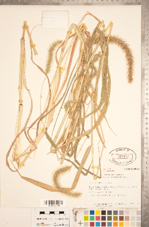  (Setaria faberi - CCDB-18290-H08)  @11 [ ] Copyright (2015) Deb Metsger Royal Ontario Museum