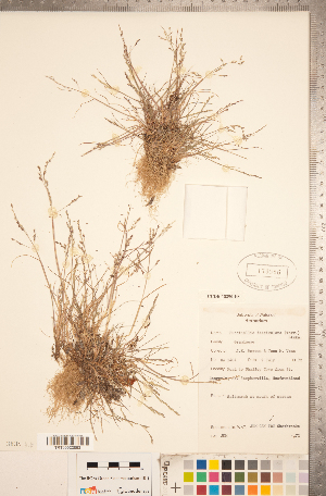  (Puccinellia fasciculata - CCDB-18290-E08)  @11 [ ] Copyright (2015) Deb Metsger Royal Ontario Museum