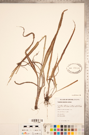  (Paspalum setaceum - CCDB-18290-D08)  @11 [ ] Copyright (2015) Deb Metsger Royal Ontario Museum