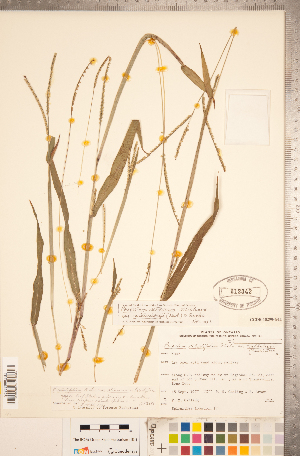  (Paspalum setaceum var. muhlenbergii - CCDB-18290-G11)  @11 [ ] No Rights Reserved (2014) Deb Metsger Royal Ontario Museum