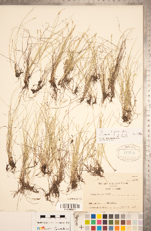  (Carex leptalea - CCDB-18294-F02)  @11 [ ] No Rights Reserved (2014) Deb Metsger Royal Ontario Museum