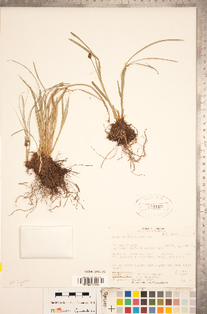  (Carex illota - CCDB-18294-A02)  @11 [ ] No Rights Reserved (2014) Deb Metsger Royal Ontario Museum