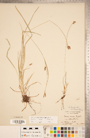  (Carex hassei - CCDB-18294-F03)  @11 [ ] Copyright (2015) Deb Metsger Royal Ontario Museum