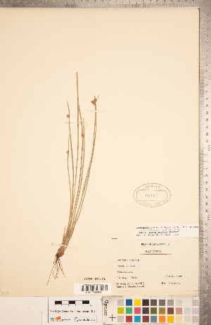  (Schoenoplectiella purshiana var. purshiana - CCDB-18294-C06)  @11 [ ] Copyright (2015) Deb Metsger Royal Ontario Museum