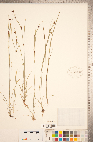  (Rhynchospora capitellata - CCDB-18294-E07)  @11 [ ] Copyright (2015) Deb Metsger Royal Ontario Museum