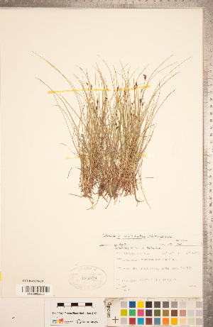  (Eleocharis kamtschatica - CCDB-18294-F09)  @11 [ ] Copyright (2015) Deb Metsger Royal Ontario Museum