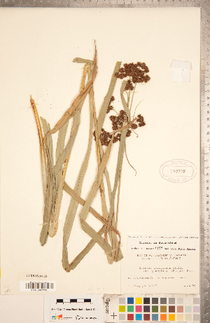  (Scirpus georgianus - CCDB-18294-A09)  @11 [ ] Copyright (2015) Deb Metsger Royal Ontario Museum