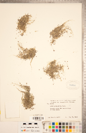  (Lemna perpusilla - CCDB-18294-D11)  @11 [ ] Copyright (2015) Deb Metsger Royal Ontario Museum