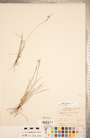  ( - CCDB-18296-H01)  @11 [ ] Copyright (2015) Deb Metsger Royal Ontario Museum