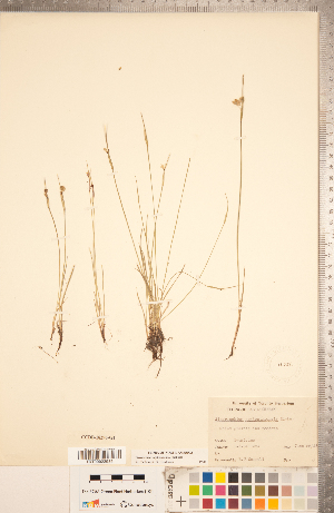  ( - CCDB-18296-G01)  @11 [ ] Copyright (2015) Deb Metsger Royal Ontario Museum