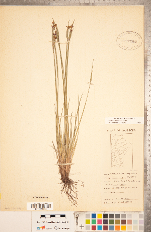  (Sisyrinchium campestre - CCDB-18296-E01)  @11 [ ] Copyright (2015) Deb Metsger Royal Ontario Museum