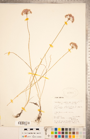  (Allium stellatum - CCDB-18296-E02)  @11 [ ] Copyright (2015) Deb Metsger Royal Ontario Museum