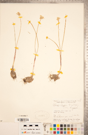  (Allium geyeri var. geyeri - CCDB-18296-C02)  @11 [ ] Copyright (2015) Deb Metsger Royal Ontario Museum