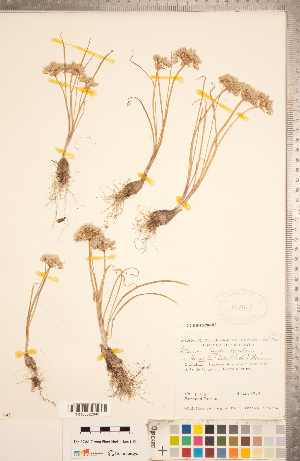  (Allium textile - CCDB-18296-B02)  @11 [ ] Copyright (2015) Deb Metsger Royal Ontario Museum