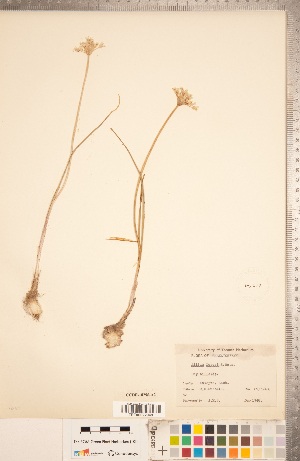  (Allium geyeri - CCDB-18296-A02)  @11 [ ] Copyright (2015) Deb Metsger Royal Ontario Museum