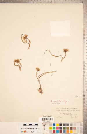  (Allium crenulatum - CCDB-18296-H03)  @11 [ ] Copyright (2015) Deb Metsger Royal Ontario Museum