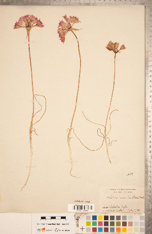  (Allium acuminatum - CCDB-18296-G03)  @11 [ ] Copyright (2015) Deb Metsger Royal Ontario Museum