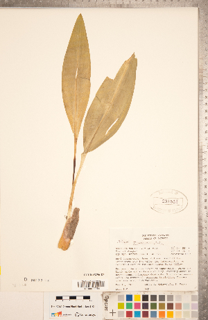  (Allium tricoccum - CCDB-18296-D03)  @11 [ ] Copyright (2015) Deb Metsger Royal Ontario Museum