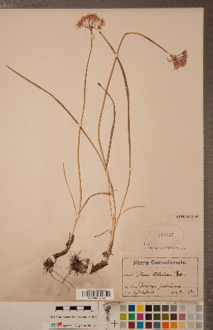  (Allium stellatum - CCDB-18296-H04)  @11 [ ] Copyright (2015) Deb Metsger Royal Ontario Museum