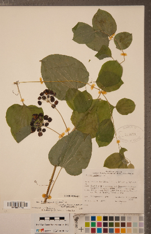  ( - CCDB-18296-B04)  @11 [ ] Copyright (2015) Deb Metsger Royal Ontario Museum