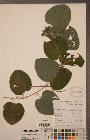  ( - CCDB-18296-A04)  @11 [ ] Copyright (2015) Deb Metsger Royal Ontario Museum