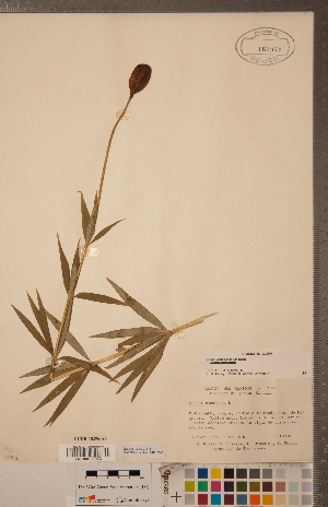  (Lilium canadense - CCDB-18296-A05)  @11 [ ] Copyright (2015) Deb Metsger Royal Ontario Museum