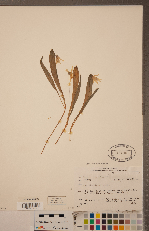  (Erythronium - CCDB-18296-E06)  @11 [ ] Copyright (2015) Deb Metsger Royal Ontario Museum