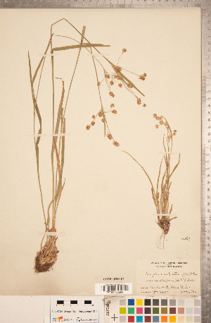  (Luzula multiflora subsp. multiflora - CCDB-18296-F07)  @11 [ ] Copyright (2015) Deb Metsger Royal Ontario Museum