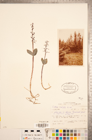  (Neottia bifolia - CCDB-18296-A09)  @11 [ ] Copyright (2015) Deb Metsger Royal Ontario Museum