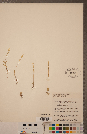  (Malaxis paludosa - CCDB-18296-E12)  @11 [ ] Copyright (2015) Deb Metsger Royal Ontario Museum
