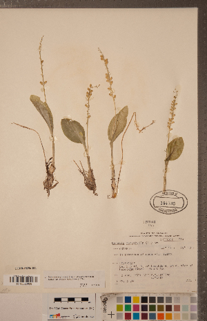  (Malaxis monophyllos var. brachypoda - CCDB-18296-B12)  @11 [ ] Copyright (2015) Deb Metsger Royal Ontario Museum